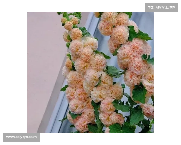 如何科学养护卷帘绿魔保持其健康生长与美丽姿态的实用技巧